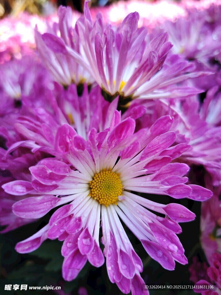 娇艳紫白菊花绽放