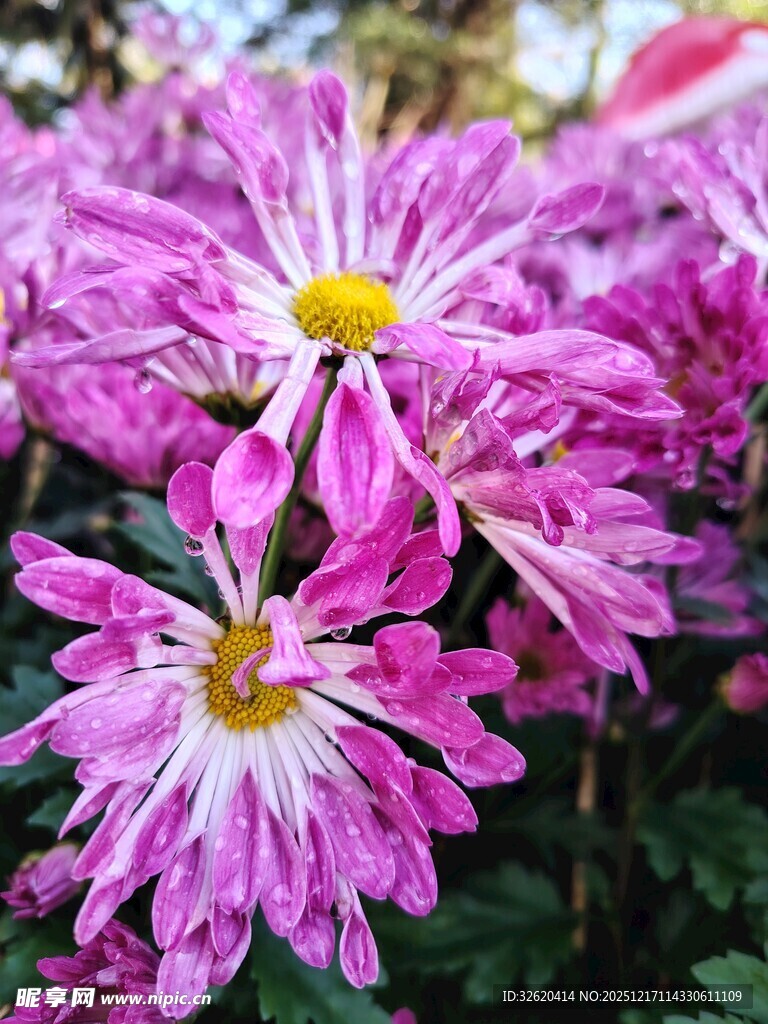 娇艳紫菊绽放