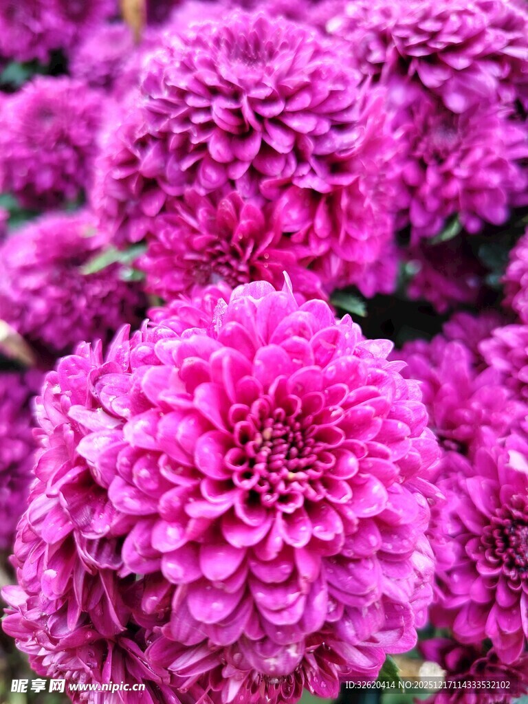 艳丽紫菊绽放