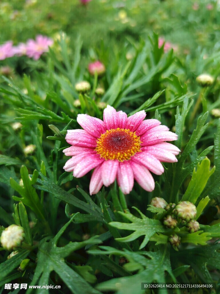 粉色雏菊绽放
