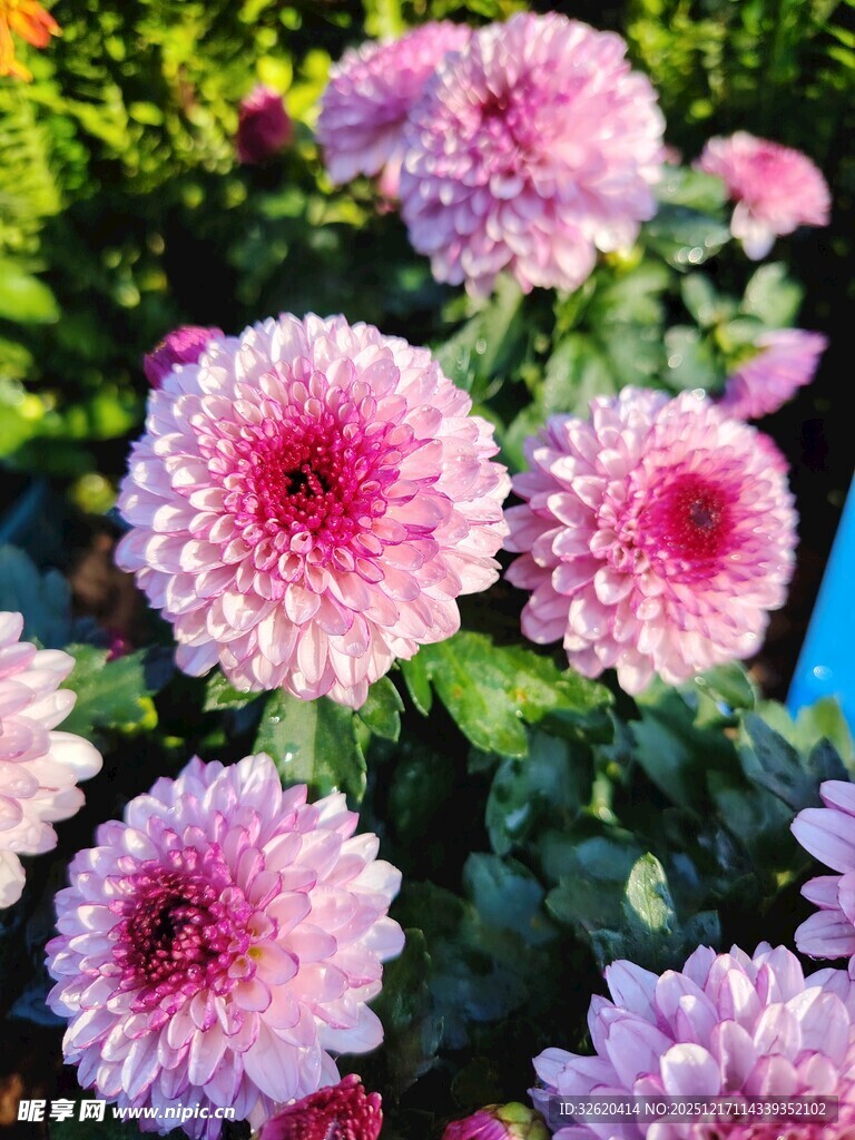 粉紫菊花绽放