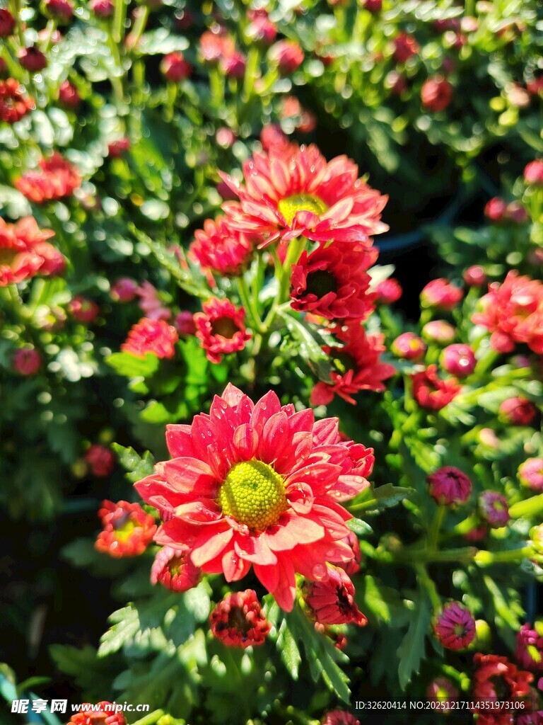艳丽红菊花绽放