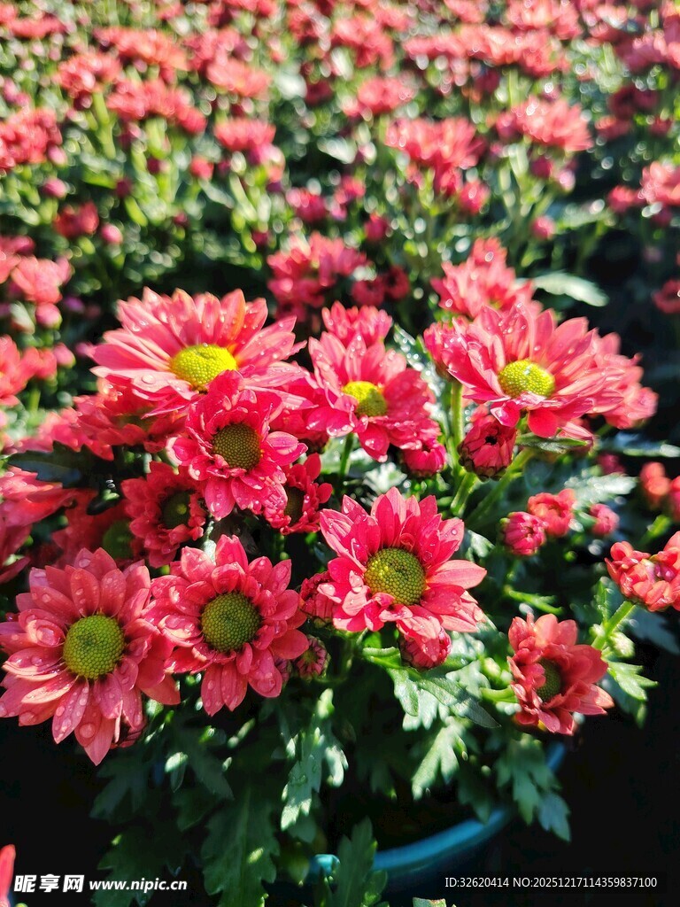 鲜艳盛放的粉色菊花