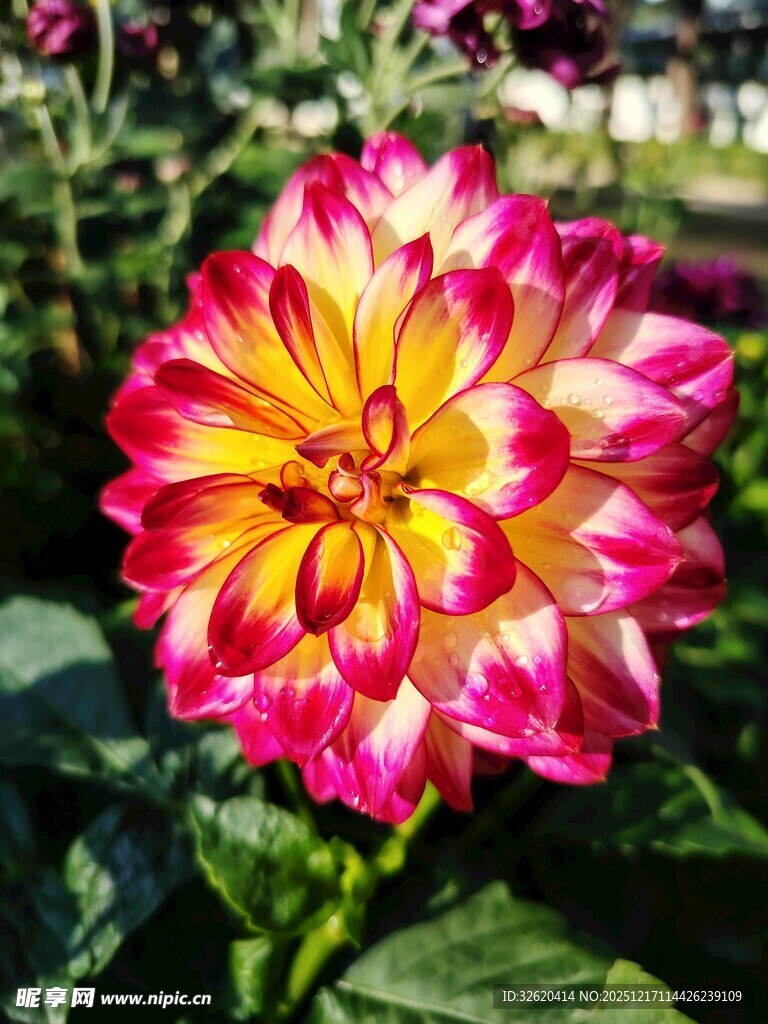 多彩大丽花