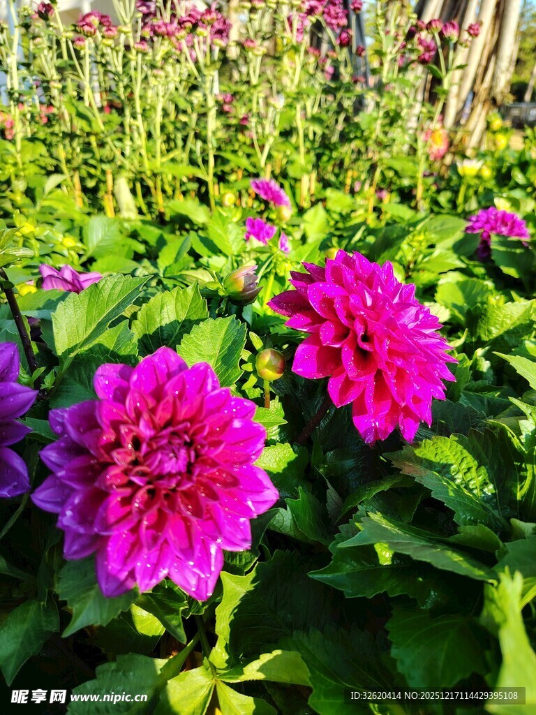 娇艳大丽花绽放
