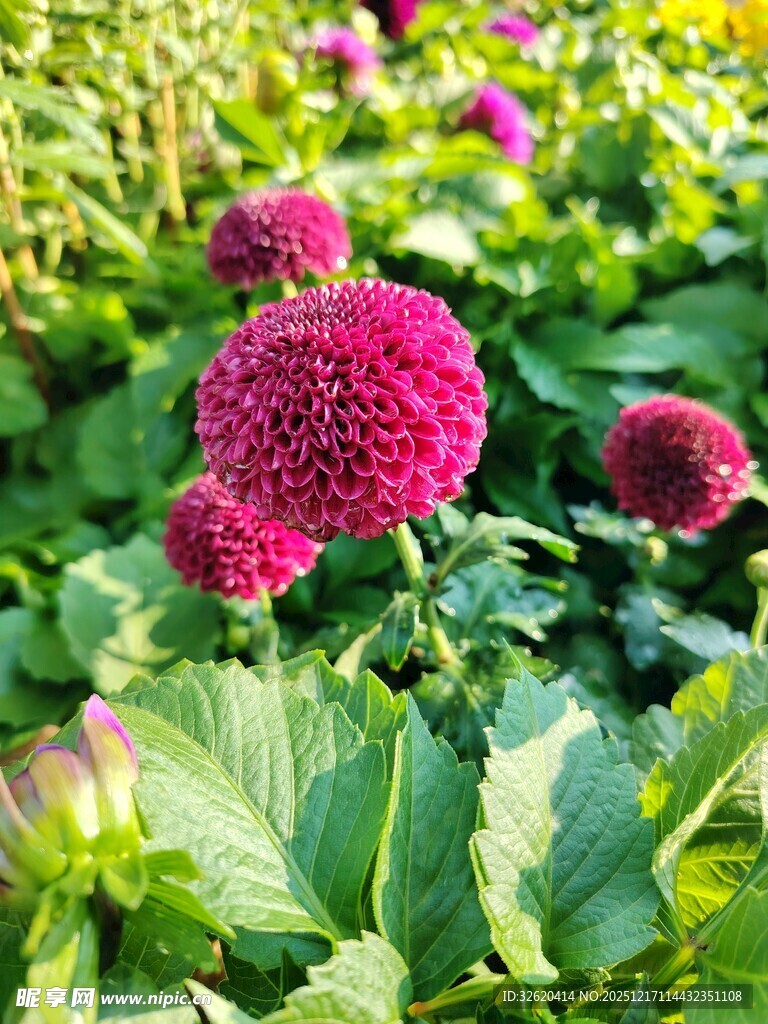 艳丽紫花绽放绿叶间