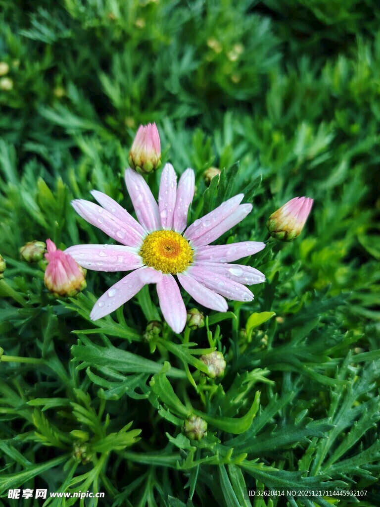 粉色雏菊绽放于绿叶间