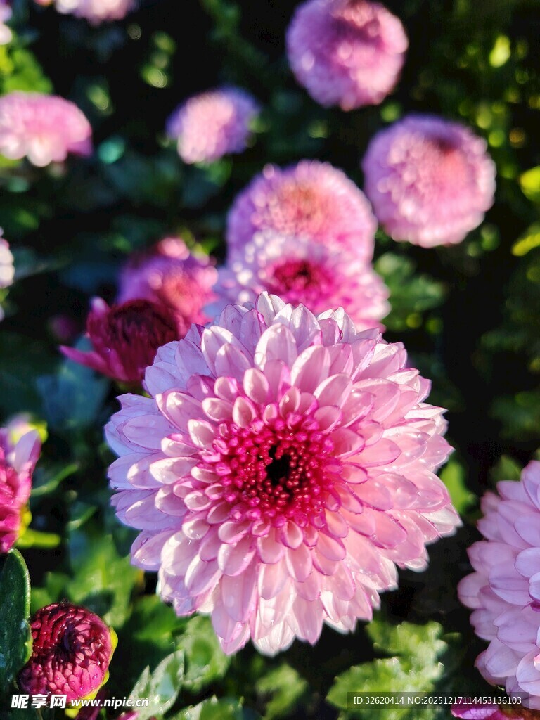粉色菊花绽放