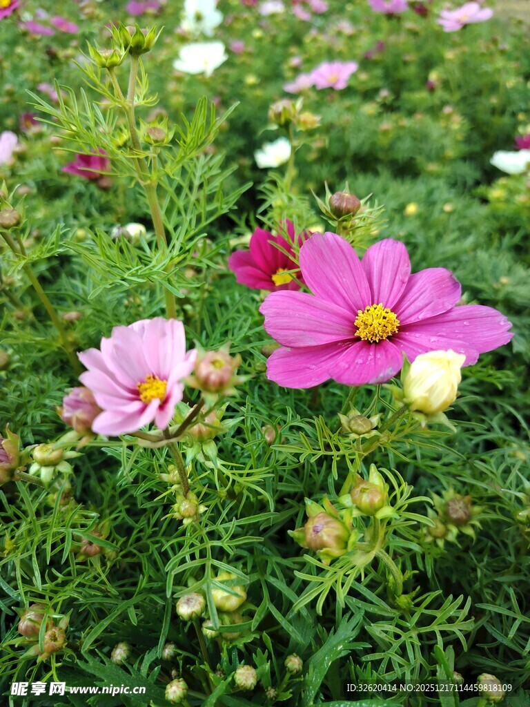 缤纷波斯菊绽放于绿野