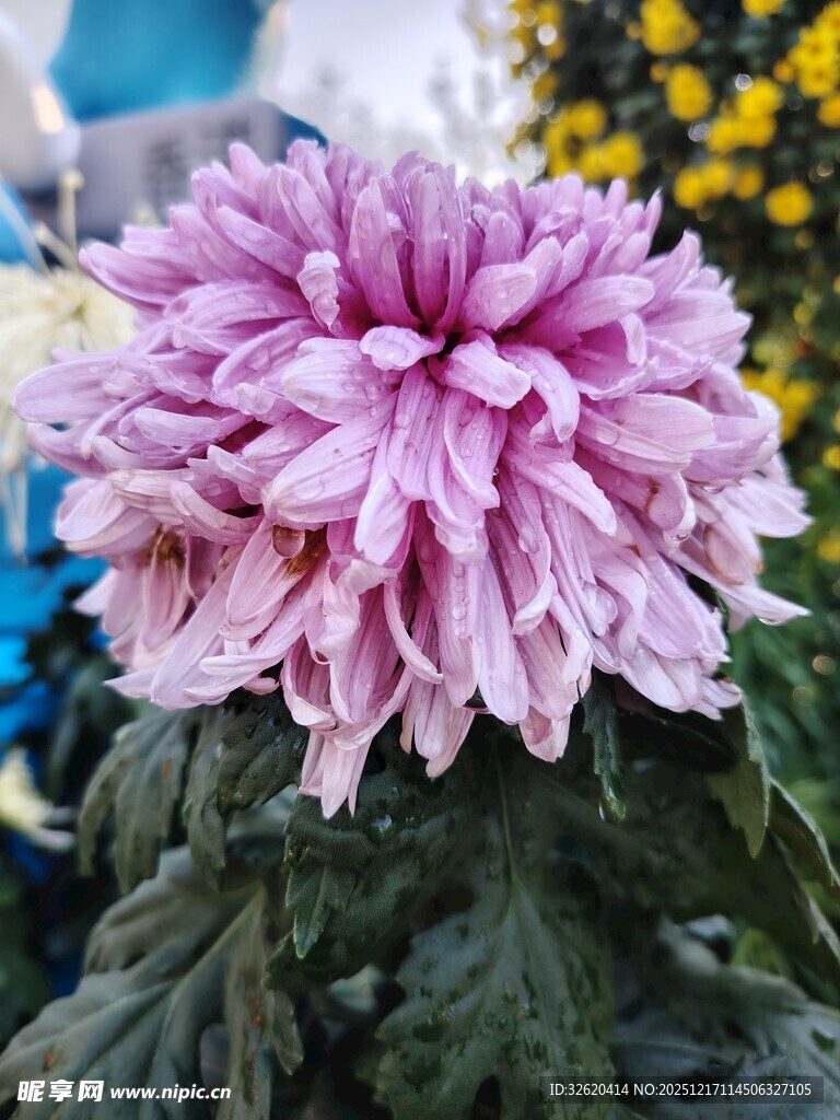 粉色菊花
