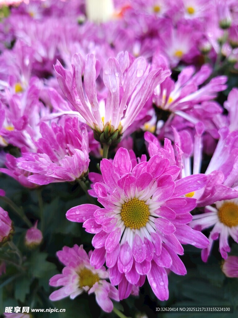 美丽粉菊绽放