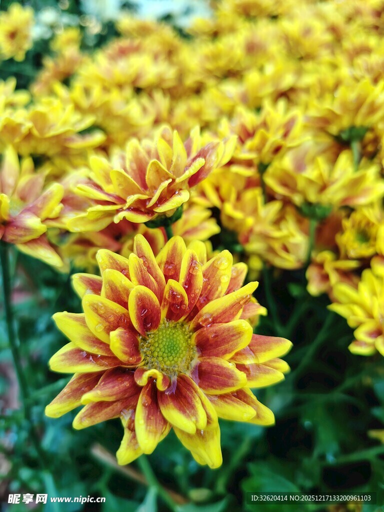 多彩菊花绽放