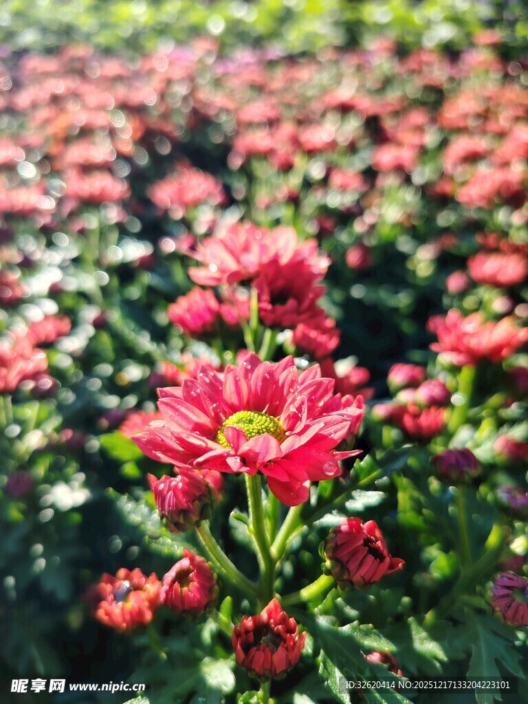 艳丽菊花绽放于花海