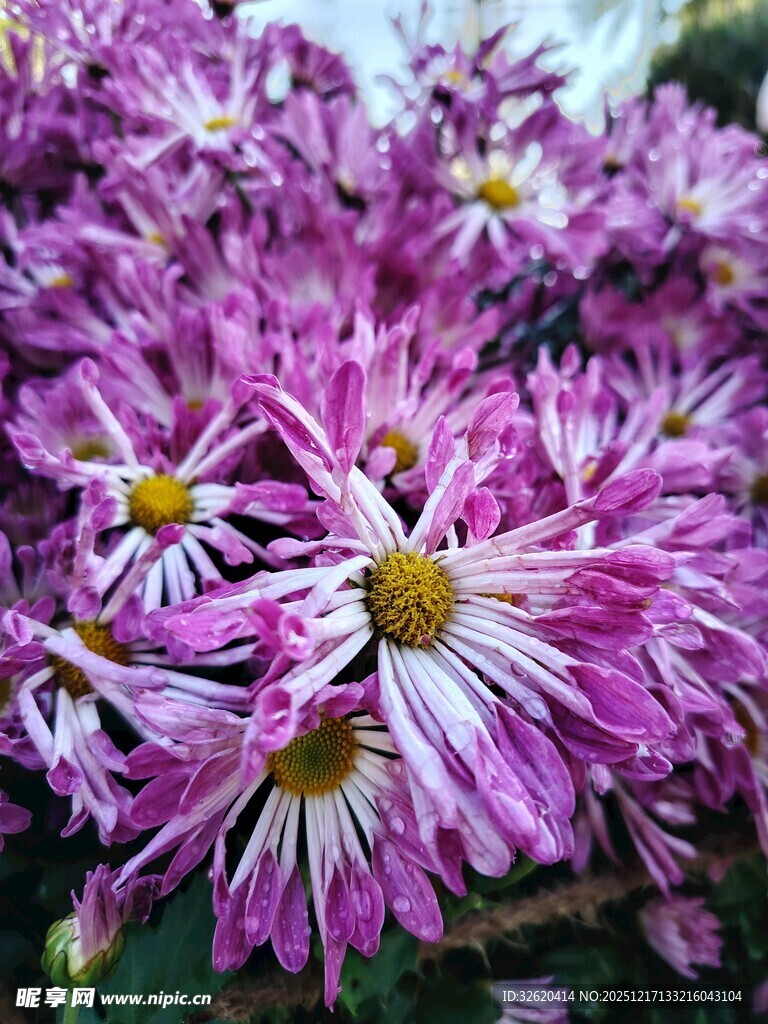 紫色菊花绽放