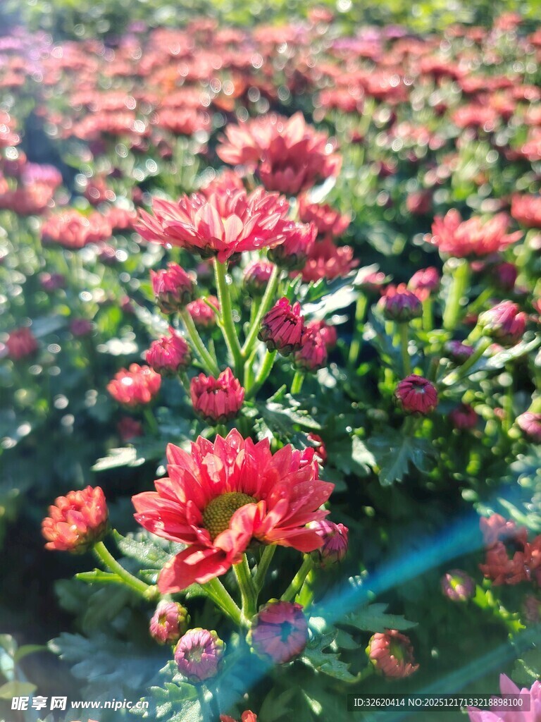 红色菊花花海