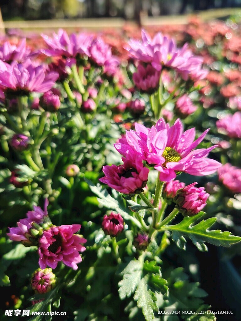 娇艳绽放的紫色花卉