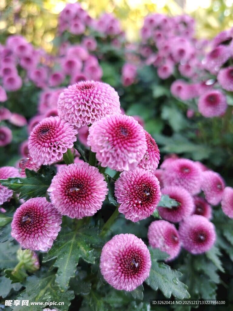 粉色菊花绽放
