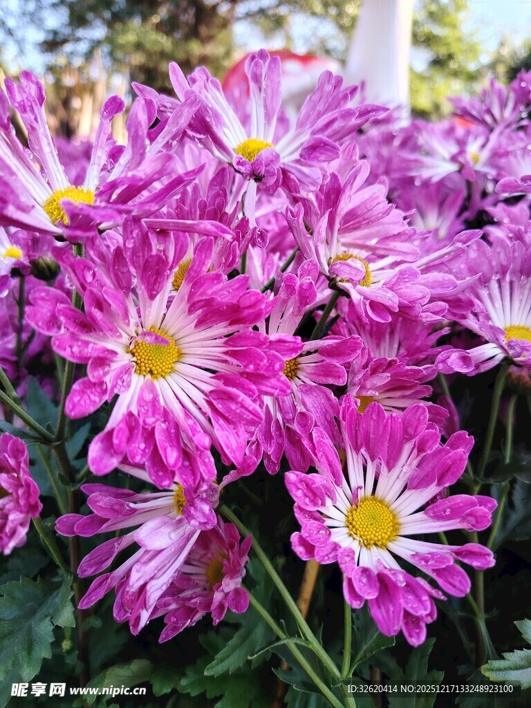 艳丽紫菊绽放