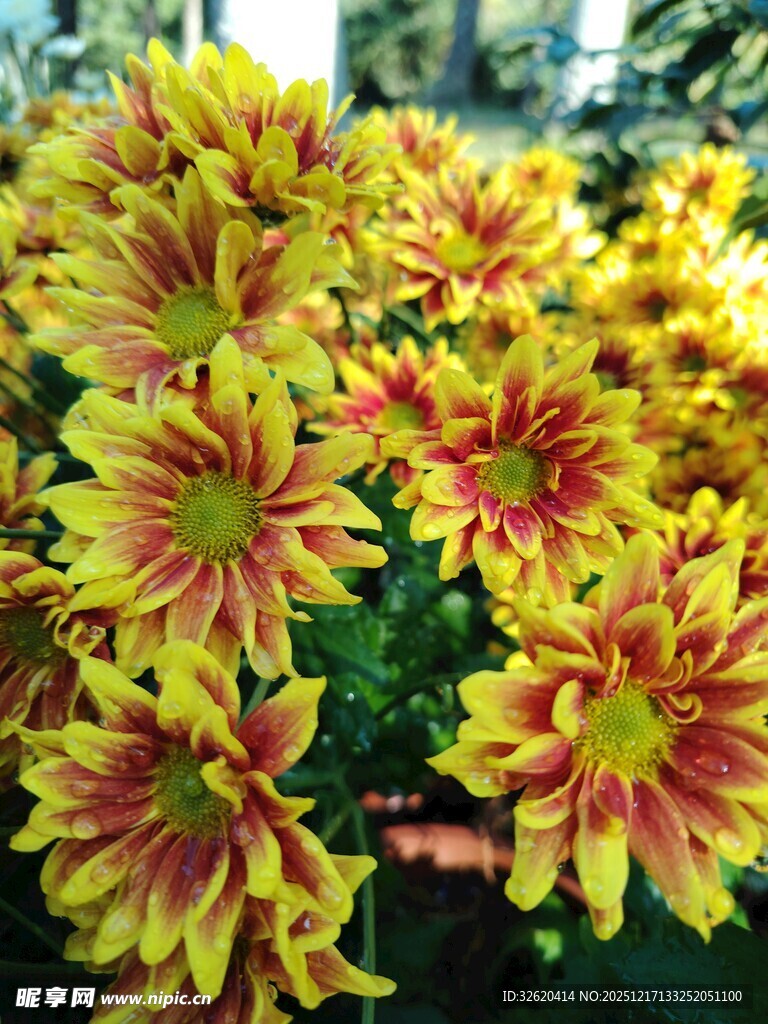 多彩菊花绽放