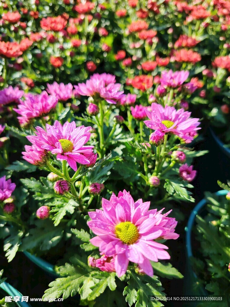 娇艳盛放的粉色菊花