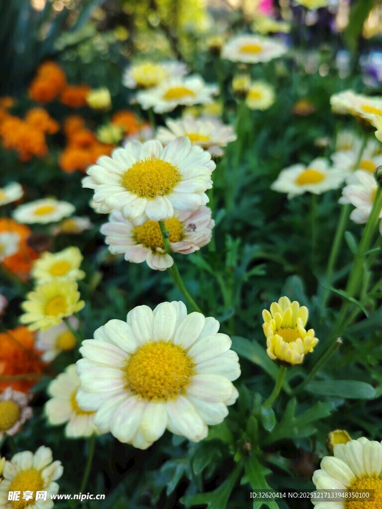 缤纷雏菊绽放生机