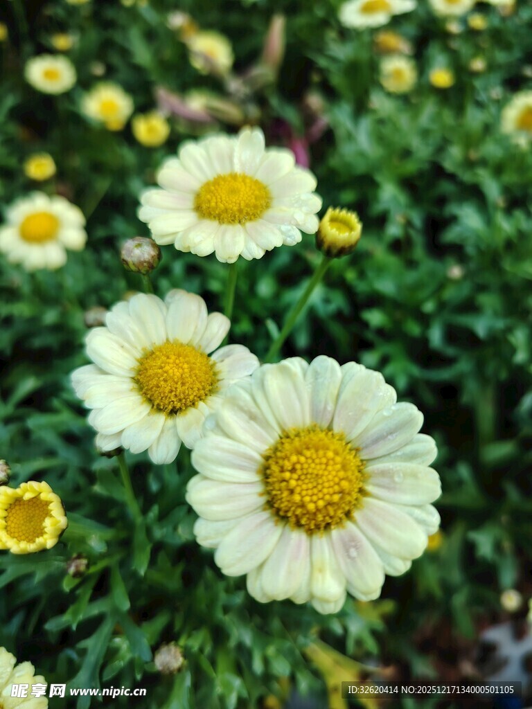 清新雏菊绽放绿意间