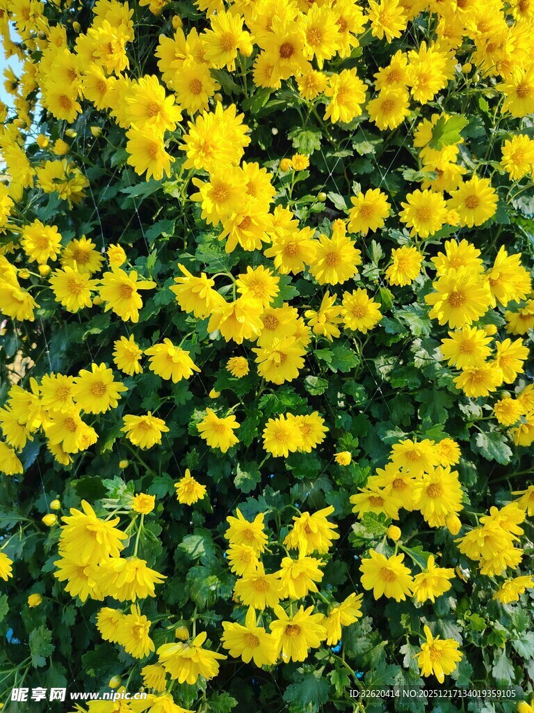 金黄灿烂的花卉景观