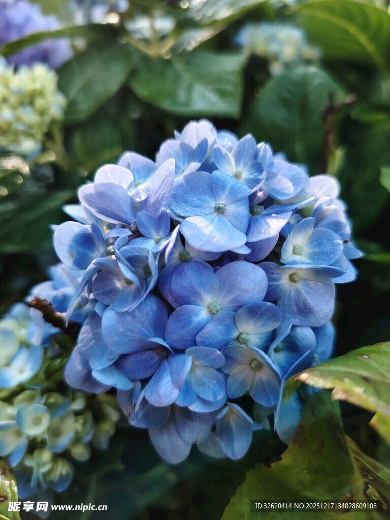 蓝色绣球花