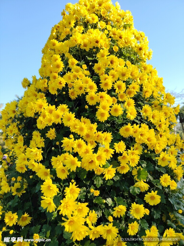 金黄灿烂的花卉景观