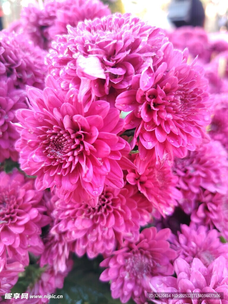 艳丽粉色菊花绽放