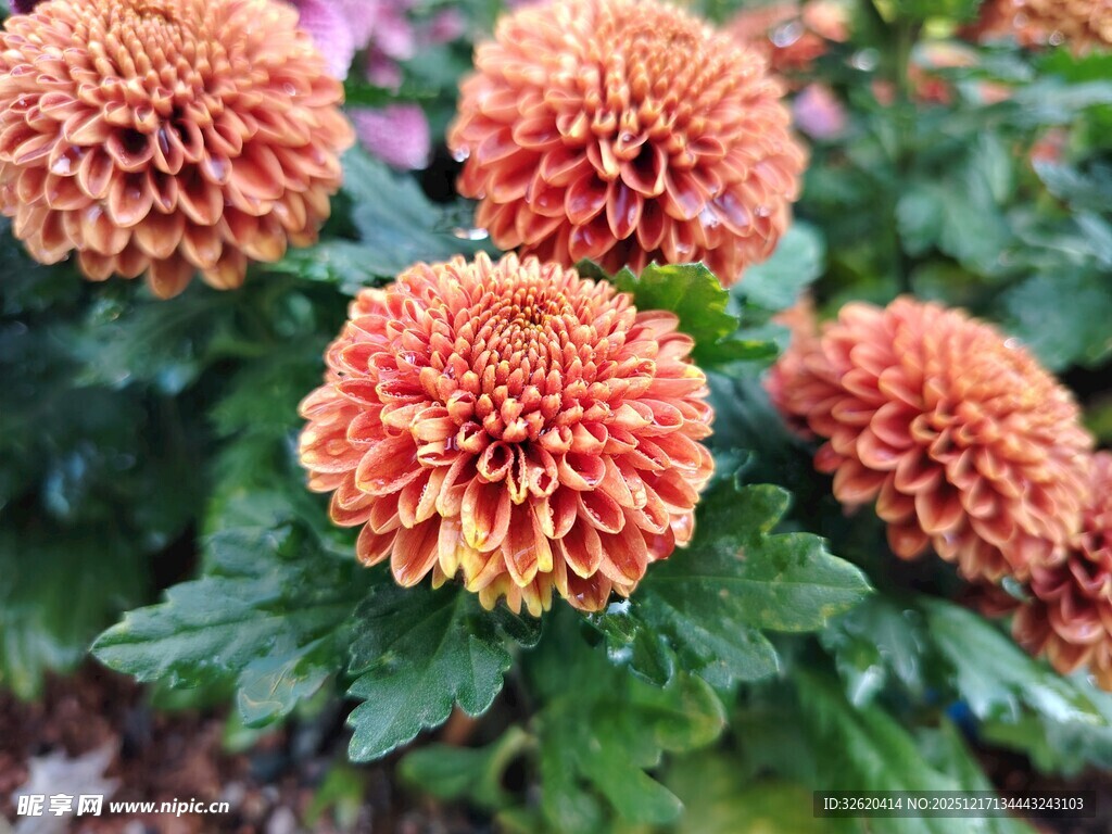 艳丽多彩的盛开菊花