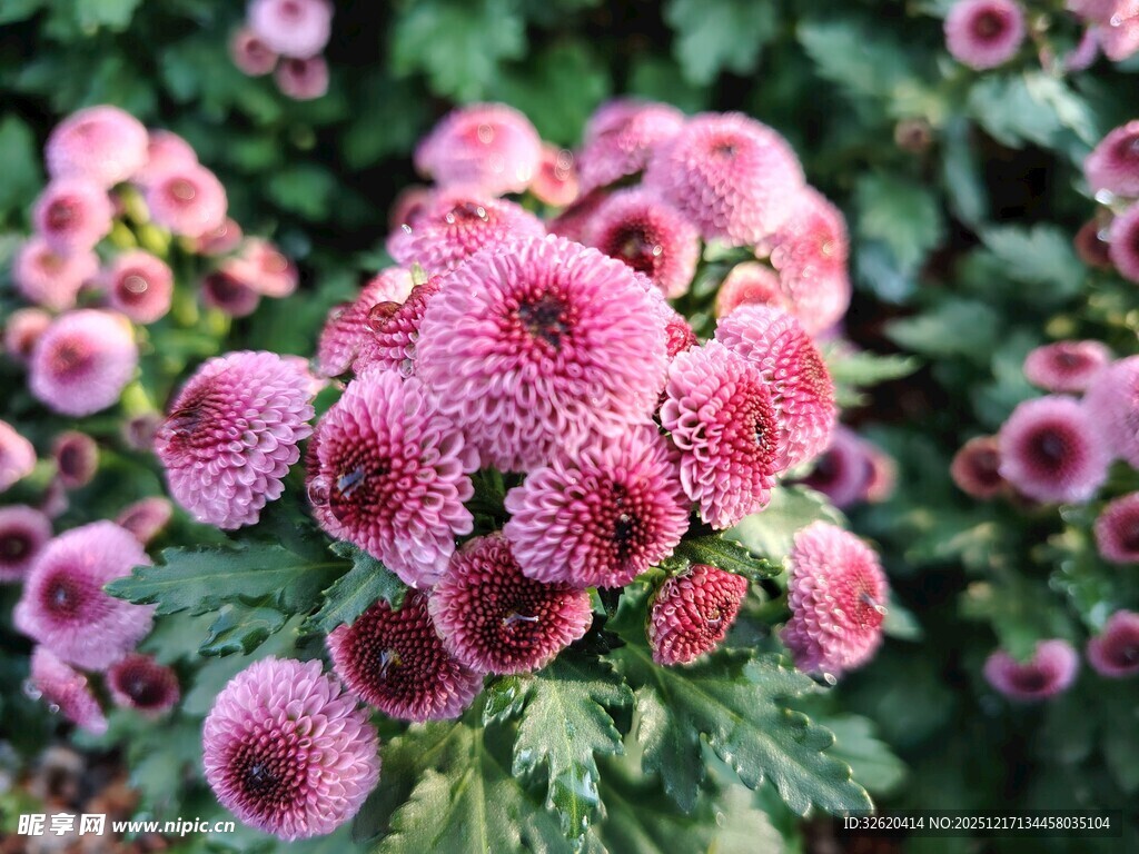 粉色菊花绽放