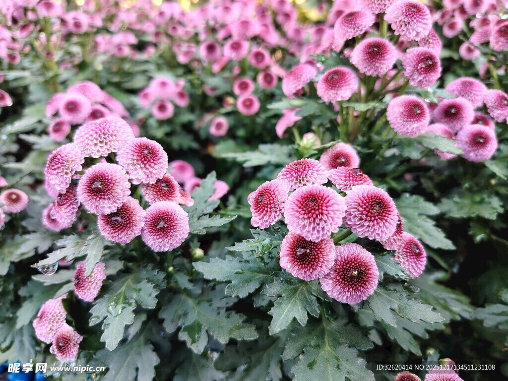 粉色花朵绽放