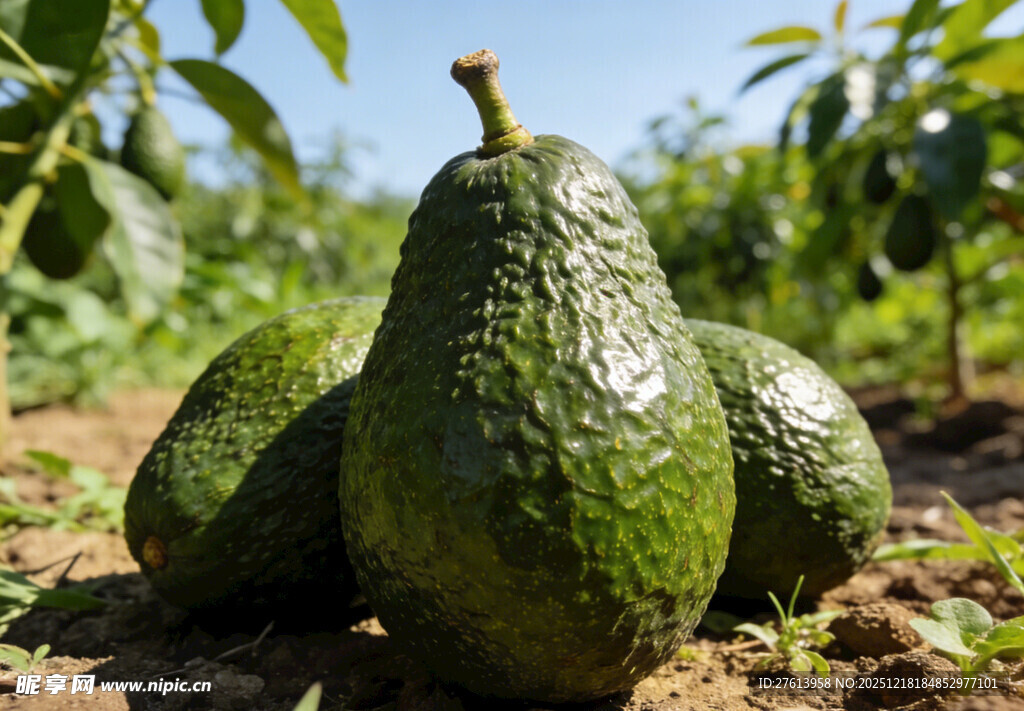 果园中的牛油果