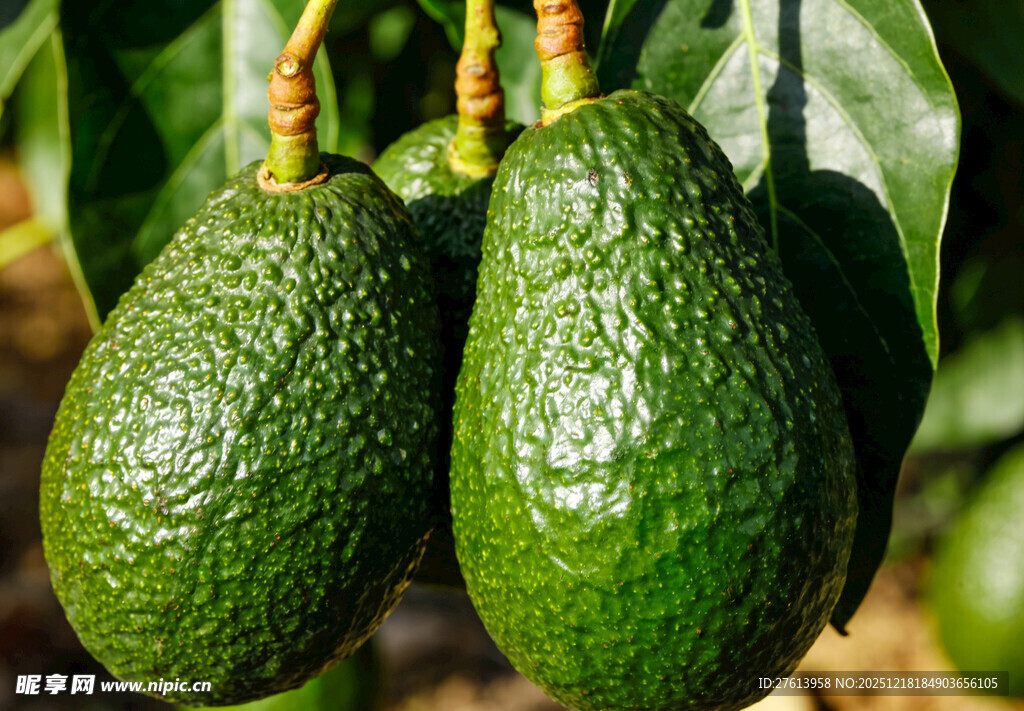 牛油果挂在枝头