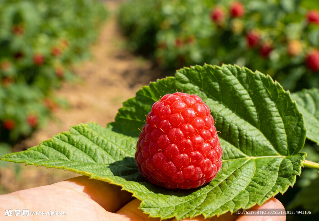 手托绿叶上的红树莓