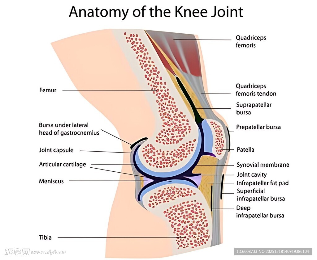 膝关节解剖结构示意图