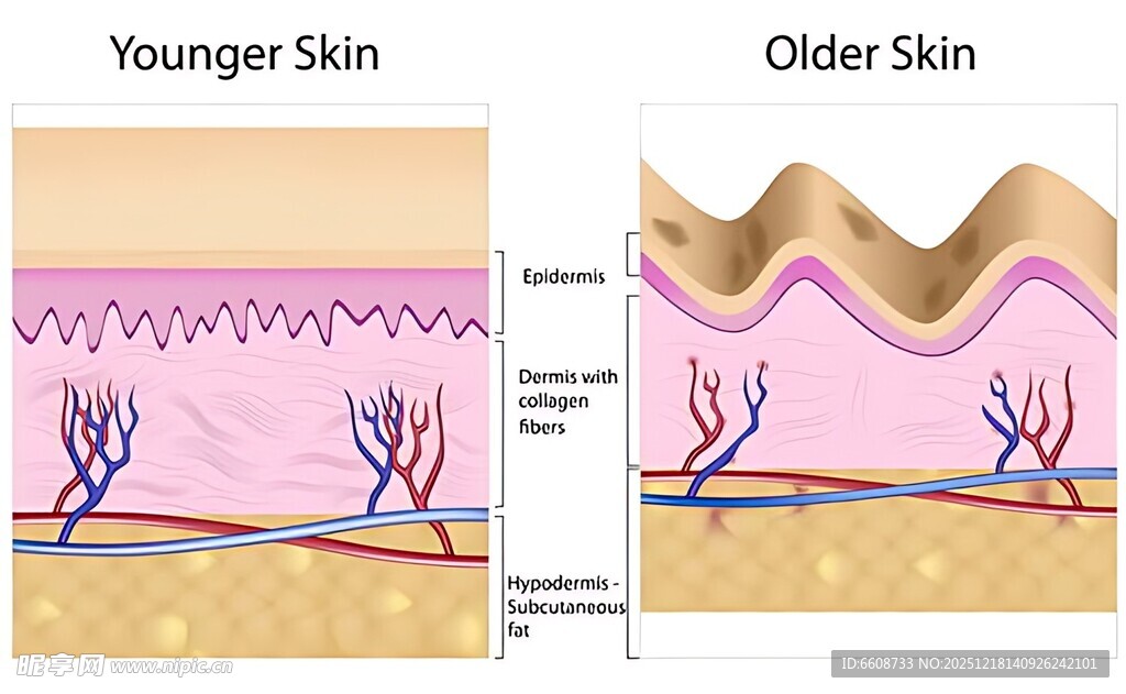 年轻与衰老皮肤结构对比