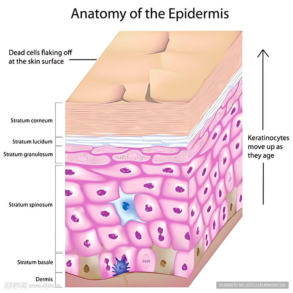 表皮解剖结构示意图