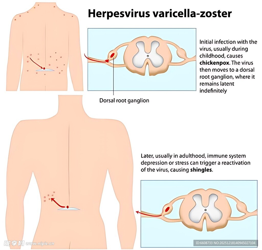 肝静脉右支解剖示意图