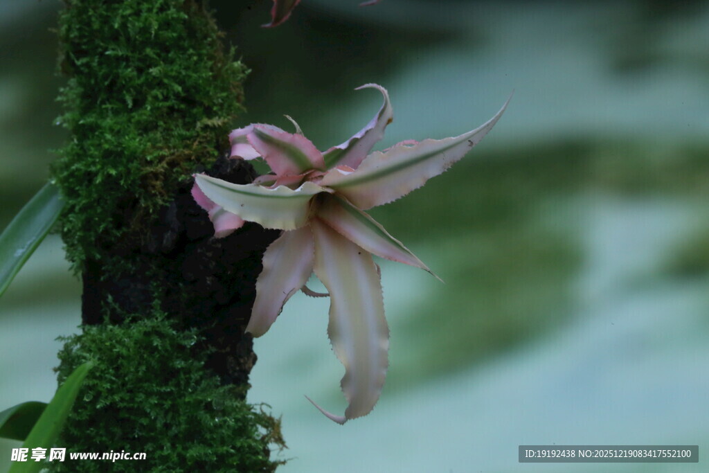 观叶花草 