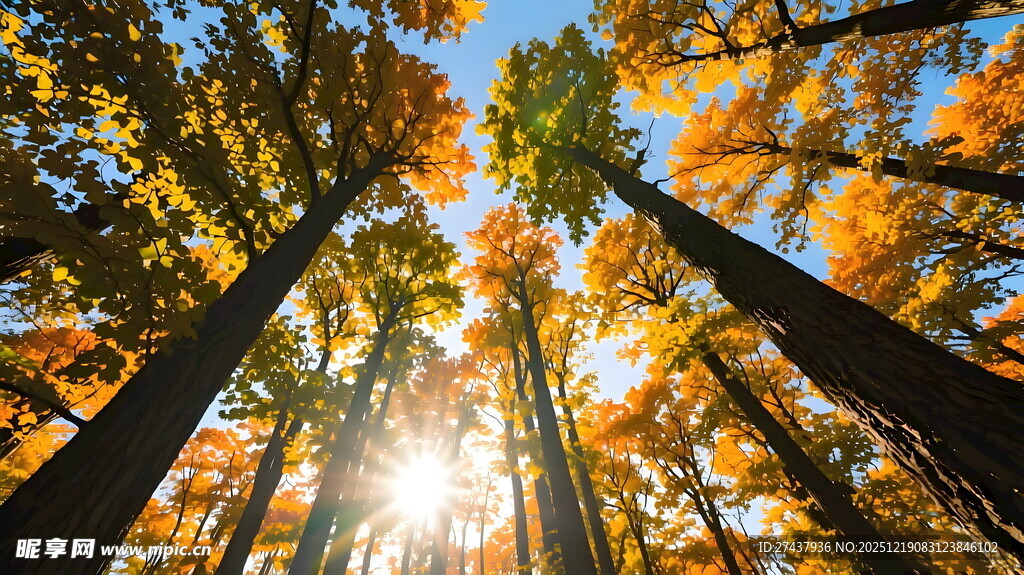 秋日阳光穿透杉树林