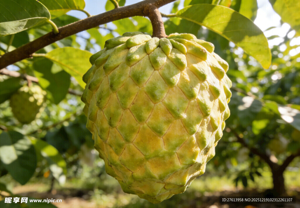 挂在枝头的释迦果