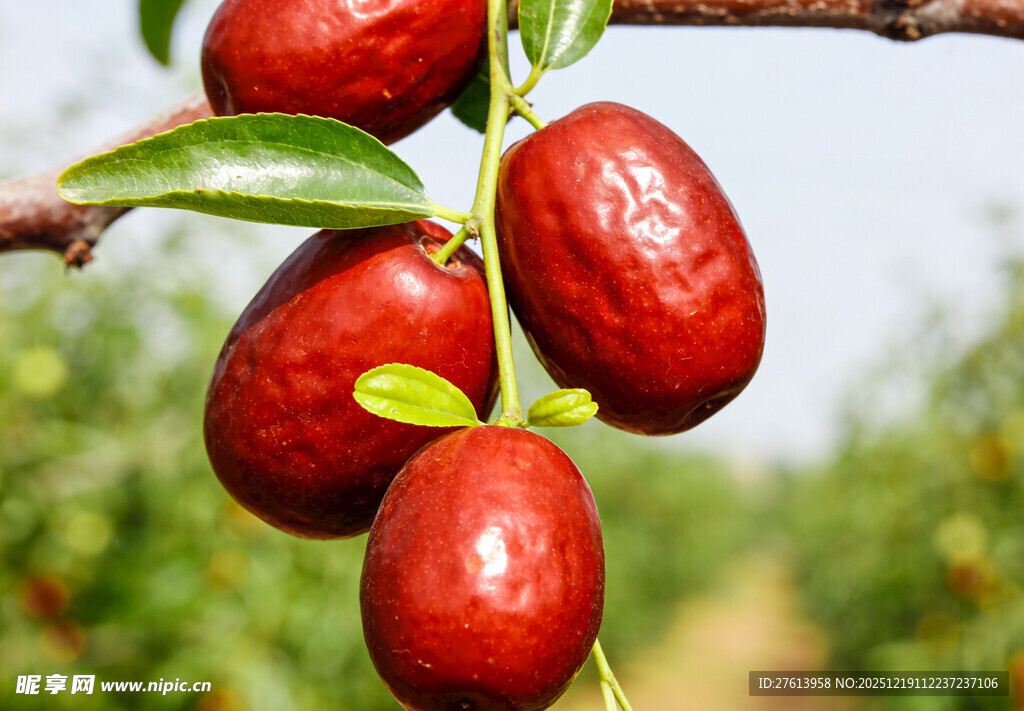 枝头大红枣