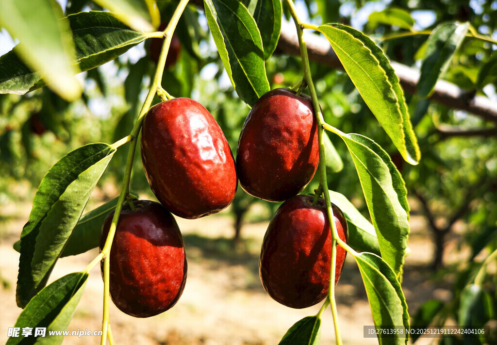 枝头红枣