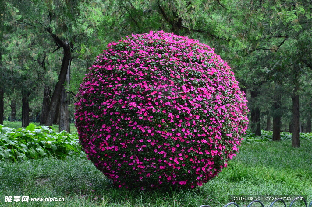 花球  