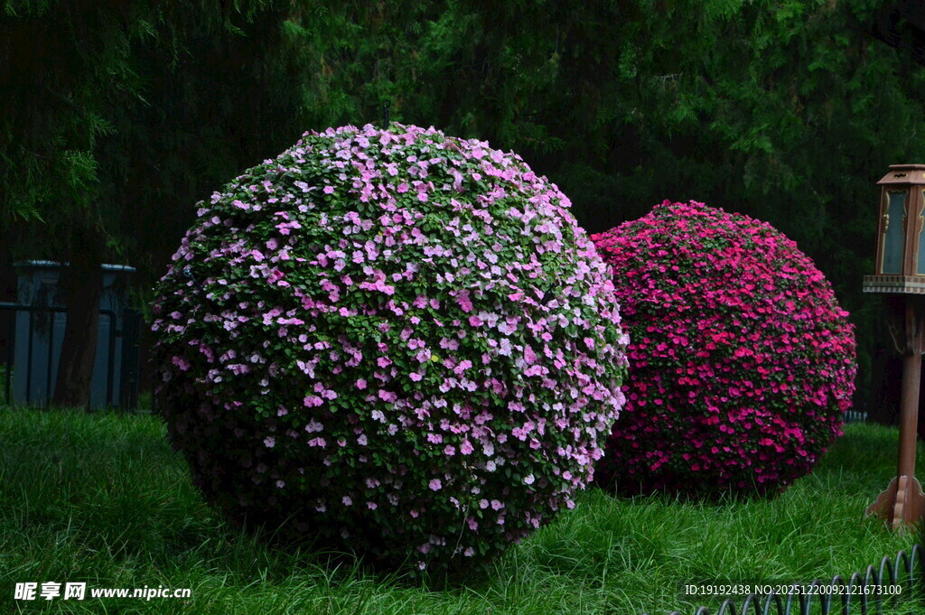 花球 凤仙花 主题花坛 立体花