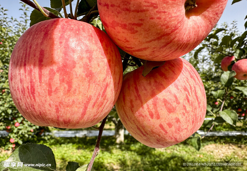 枝头红苹果