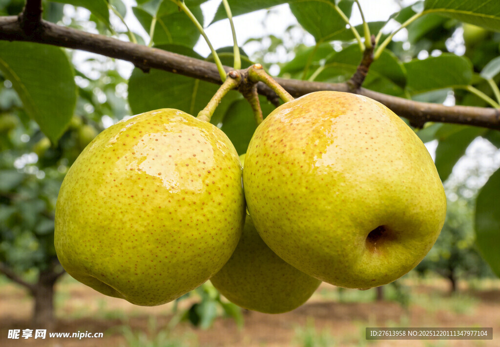 枝头的库尔勒香梨