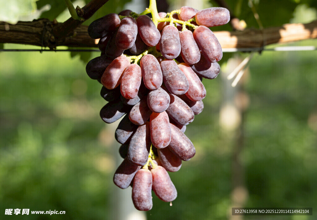 马奶葡萄挂在藤上